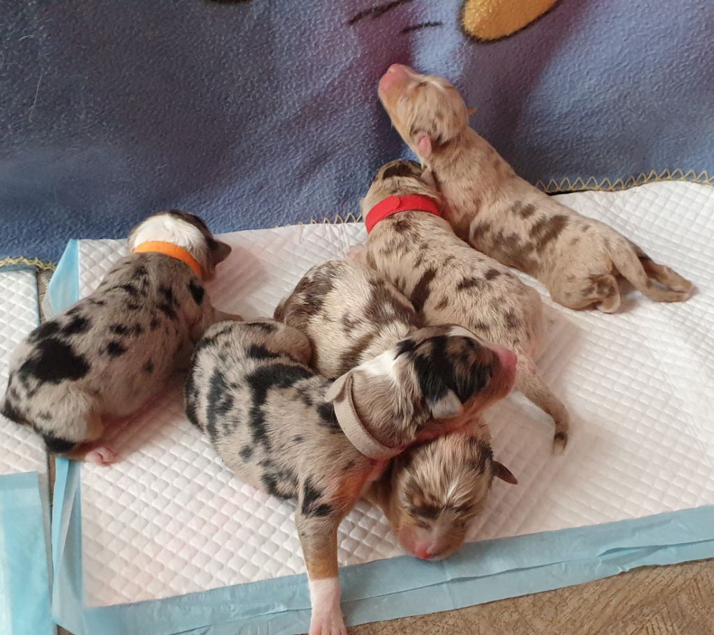 Chiot Berger Australien De La Tribu Des Neiges